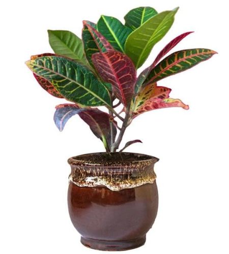 nurserylive-croton-plant-codiaeum-variegatum-maroon-plant_600x600